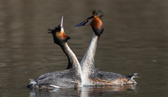 Fuut ♀, ♂, balts, Great Crested Grebe courtship, Kockengen 2025