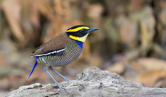 Javan Banded Pitta ♂, Bali Indonesia 2018