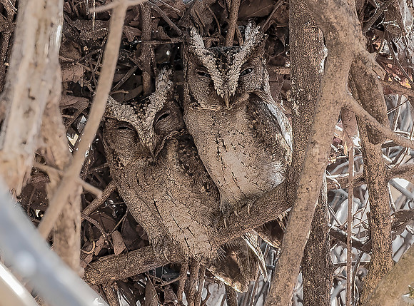 8491 Sunda Scops Owl ♀, ♂, Bali Barat Ntl Park, 03-10-2018, S1A3334 def rec X