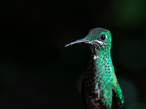 Green-Crowned Brillant, Costa Rica 2022