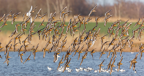 Grutto's in vlucht, Black-tailed Godwit, Waverhoek 2019