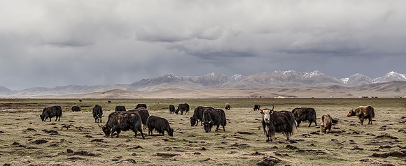 China, Yaks on the Tibetan Plateau, Sichuan 2017