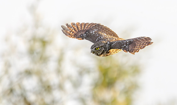 Steenuil ♂, Little Owl, Groene Hart 2024