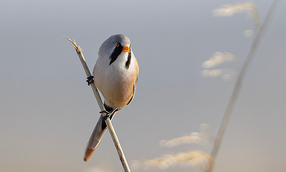 Baardman ♂, Bearded Reedling, Marker Wadden 2024