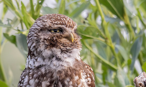 Steenuil ♂ roepend, Little Owl ♂ calling, Groene Hart 2025