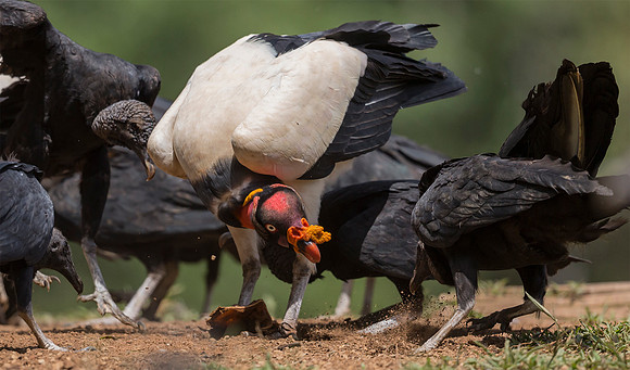 King Vulture, Black Vulture, Costa Rica 2022