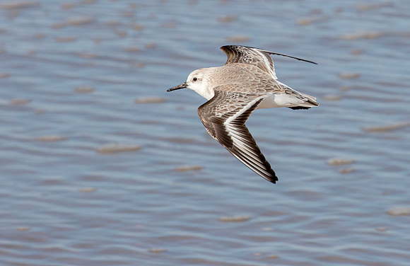 Drieteenstrandloper winter, Sanderling, IJmuiden 2016