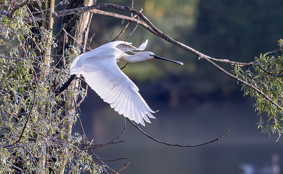 Lepelaar, Eurasian Spoonbill, Blauwe Kamer 2024