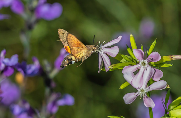 Kolibrievlinder op zeepkruid, Hummingbird Hawk-moth on Soapwort, Kockengen  2022