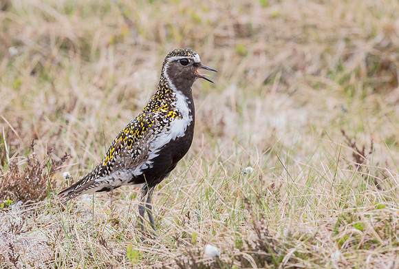 Goudplevier, Golden Plover, Storlien, Jämtland 2022