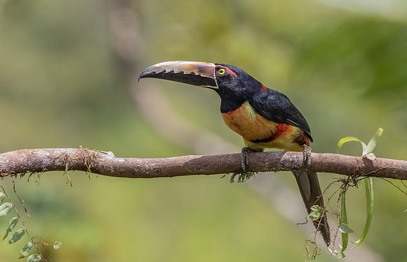 Collared Aracari, Costa Rica 2022