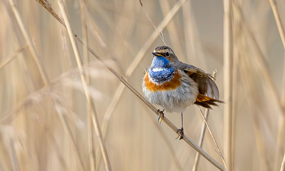 Blauwborst ♂, balts, Bluethroat courtship, Waverhoek 2024