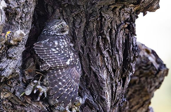 Steenuil, Little Owl, Groene Hart, Nederland 2024