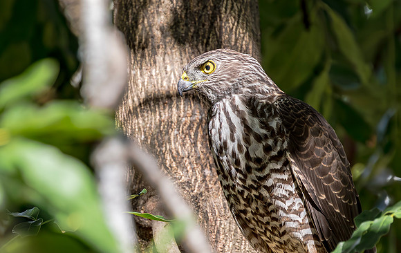 Brown Goshawk imm, Australia, NT 2016