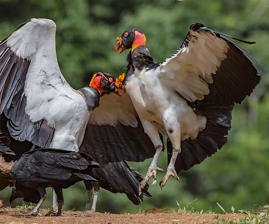 King Vulture, Black Vulture, Costa Rica  2022
