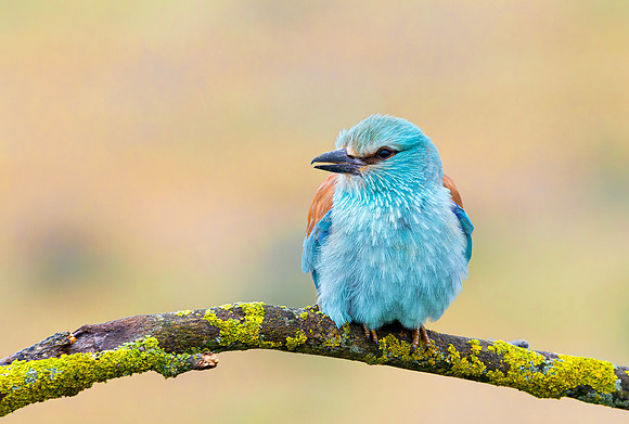 Scharrelaar ♂, European Roller, Campo Lugar, España 2019,