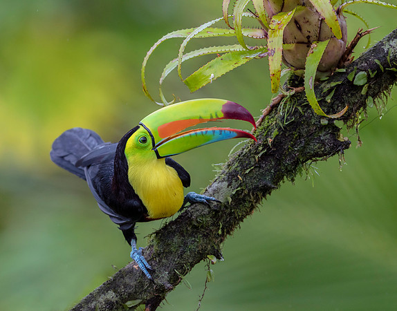 Keel-billed Toucan, Costa Rica 2022