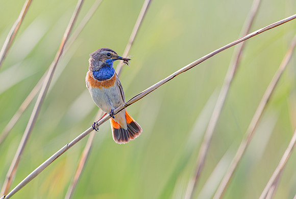 8996 Blauwborst ♂, Kockengen 28-05-2018, S1A9766 def rec X II