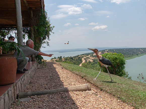Hans & Marabu Stork, Uganda 2010