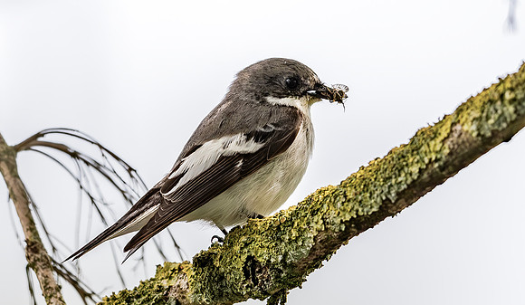 Bonte Vliegenvanger ♂, European Pied flycatcher, Hilversum 2022