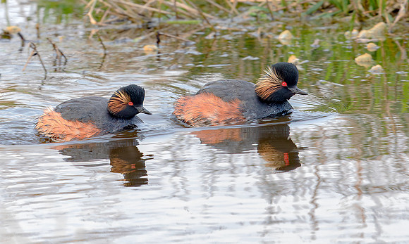 Geoorde Fuut ♀, ♂, Black-necked Grebe / Eared Grebe,  Onner Polder 2021