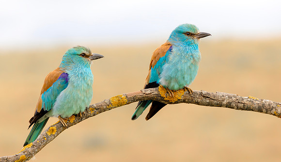 Scharrelaar ♀, ♂, European Roller, Campo Lugar, España 2019,