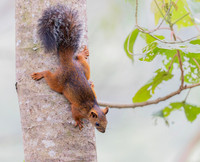 Costaricaanse Eekhoorn, Costa-Rican Squirrel, Costa Rica 2022
