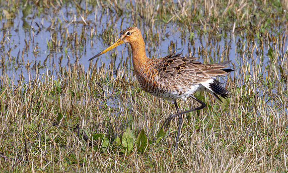 Grutto, Black-tailed Godwit, Arkemheen 2025
