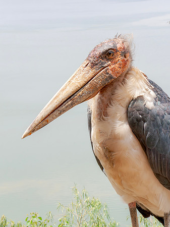 Marabu Stork, Uganda 2 september 2010 (2)