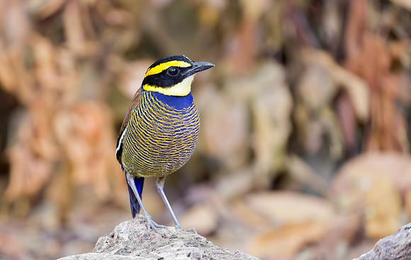 Javan Banded Pitta ♂, Bali Indonesia 2018
