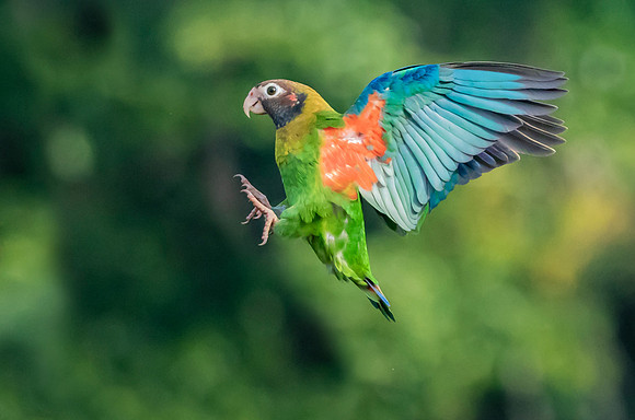 Brown-hooded Parrot, Costa Rica 2022