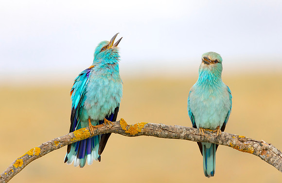 Scharrelaar ♀, ♂, European Roller, Campo Lugar, España 2019,
