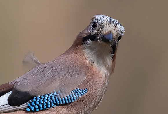 Gaai, European Jay, Wageningen 2021