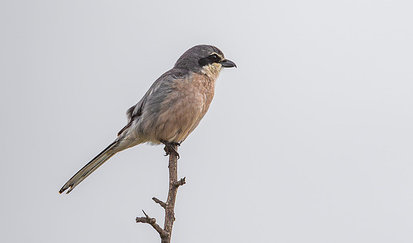 Iberische Klapekster, Iberian Shrike, Campo Lugar Extremadura, Spain 2019