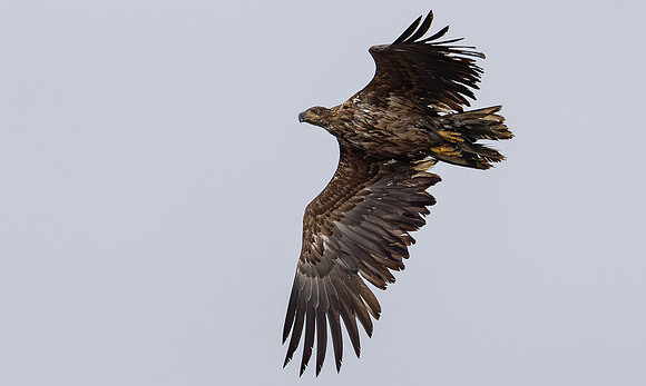 Zeearend juv, White-tailed Eagle, Marker Wadden 2024