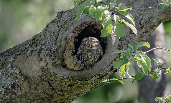Steenuil ♂, Little Owl, Groene Hart 2025