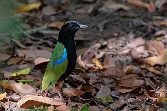 Rainbow Pitta, Darwin, NT, Australia 2016