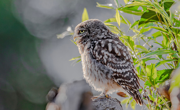 Steenuil juv, Little Owl, Groene Hart 2025