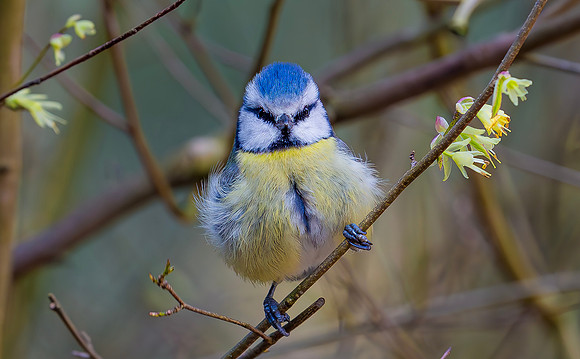 Pimpelmees, corylopsis bloemen, Blue Tit Corylopsis flowers , Wageningen 2019