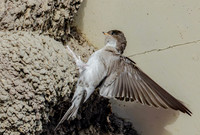 Huiszwaluw, House Martin, Kortrijk 2024
