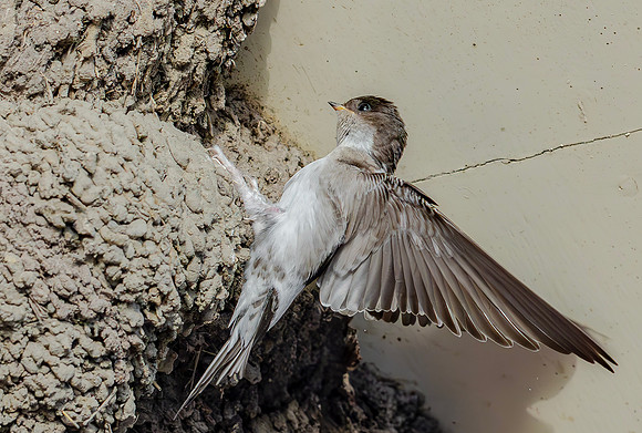 Huiszwaluw, House Martin, Kortrijk 2024