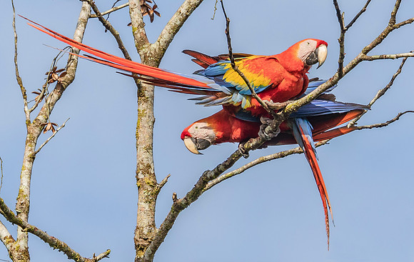 Scarlet Macaw ♀, ♂, Costa Rica 2022