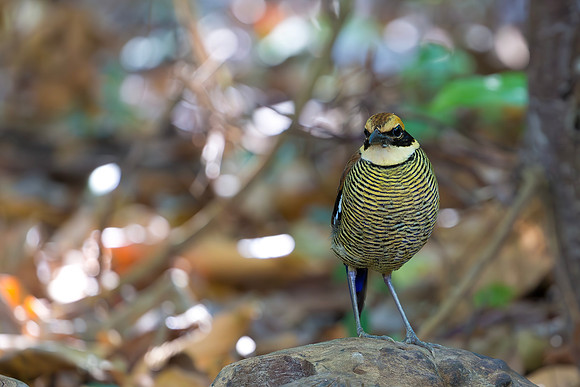 8856 Javan Banded Pitta ♀, Bali Barat Ntl Park 03-10-2018, S1A3579 def rec X