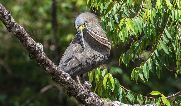 Bare-throated Tiger Heron, Costa Rica 2022