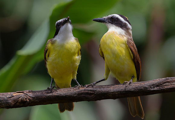 Social Flycatcher ♀, ♂, Costa Rica 2022