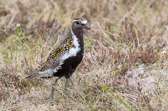 Goudplevier, Golden Plover, Storlien 11-06-2022, 16A0923
