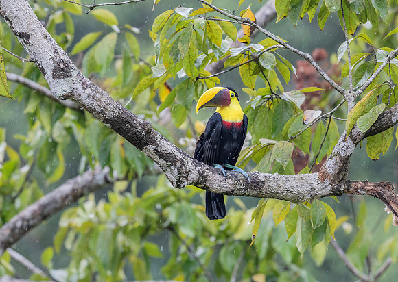 Black-mandibled Toucan, Costa Rica 2022