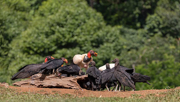 King Vulture, Black Vulture, Costa Rica 2022