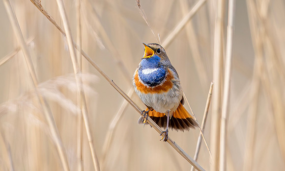 Blauwborst ♂, balts, Bluethroat courtship, Waverhoek 2024