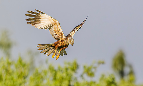 Bruine kiekendief ♂, Marsh harrier, Rietlanden Kockengen 2024